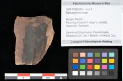 Foto (Objekt + Etikett) von Myrica lignitum Unger (NHMW-GEO-2024-0188-0595)